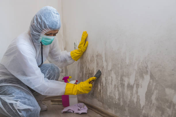 Best Residential Mold Remediation in Eugene, OR