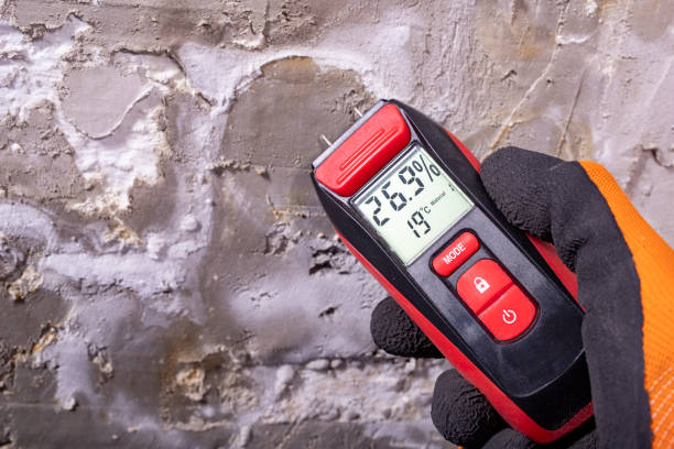 Best Basement Mold Remediation in Eugene, OR