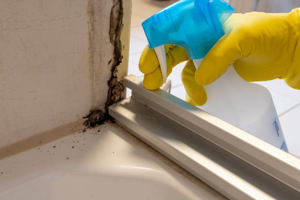 Professional Mold Remediation in Eugene, OR