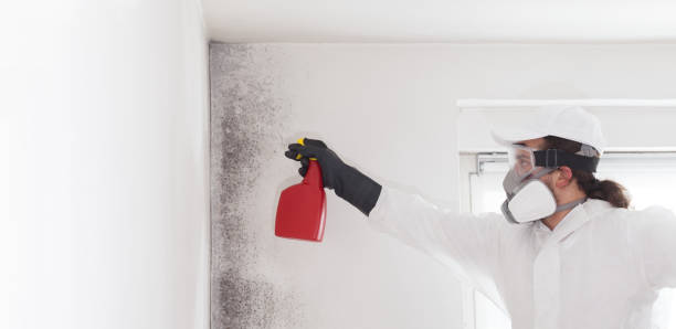 Best Residential Mold Remediation in Eugene, OR