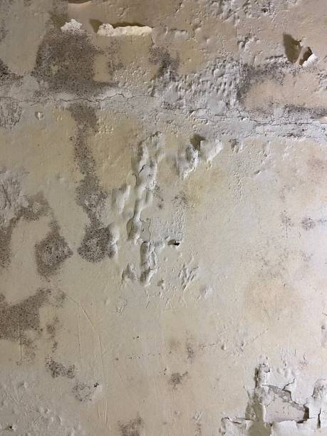 Best Bathroom Mold Remediation in Eugene, OR