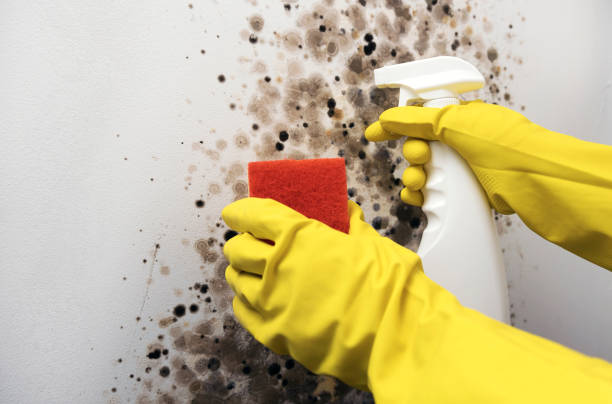 Best Mold Testing and Inspection Services in Eugene, OR