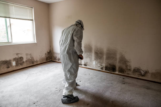 Best Localized Mold Remediation (e.g., coastal areas, humid climates) in Eugene, OR